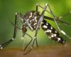 Une personne supplémentaire est décédée de la dengue à Jujuy