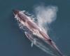 Un bateau de croisière arrive dans le port de New York avec une carcasse de baleine de 13 mètres sur la proue – Metro Puerto Rico