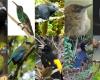 Journée internationale des oiseaux : découvrez les oiseaux les plus représentatifs de Colombie