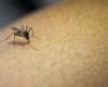 Les infections à la dengue diminuent dans le pays : combien de cas San Juan enregistre-t-il ?