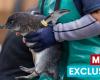 À l’intérieur d’un hôpital pour oiseaux de mer en mission urgente pour sauver les manchots africains de l’extinction – World News