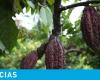 Le prix du cacao atteint un nouveau plus bas en mai 2024 ; pourquoi ça continue de baisser ?