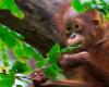 Un singe pour l’huile de palme ? Pourquoi les critiques disent que le plan de « diplomatie des orangs-outans » de la Malaisie est problématique
