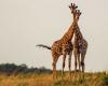 Les femelles girafes ont un cou plus long pour nourrir leurs petits.