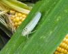 VIDÉO. Des actions définies pour sauver la production de maïs