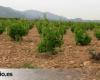 La Rioja recevra plus de 14 millions, qui couvriront 67% des demandes de récolte verte.