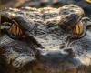 Australie : un crocodile qui poursuivait des enfants et des animaux domestiques a été tué et mangé