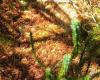 D’une mousse à une plante carnivore : pourquoi la biodiversité de Puerto Blest est étudiée