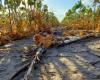Le défi de la lutte contre la désertification en Argentine : « Les législations en la matière doivent être un document évolutif »