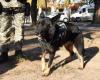 Inca, le chien le plus âgé du service pénitentiaire de Cordoue, retraité – Notes – Radioinforme 3