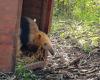 Un ours à miel sauvé à Mendoza et récupéré à Santa Fe a été réinséré dans son environnement – ​​​​Diario El Ciudadano y la Región