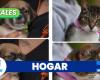 Trois chats et deux chiens ont trouvé un nouveau foyer lors d’un récent événement d’adoption d’animaux de compagnie à Manizales