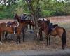 Fêtes à Neiva : Contrôles stricts des promenades à cheval pendant la San Pedro de Neiva