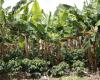 Huila: Les producteurs de bananes bénéficient du câble aérien