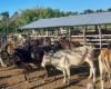 Contrôle des illégalités foncières et des parcs à bétail – Escambray