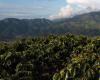 Antioquia, parmi les départements qui mènent l’utilisation d’engrais à faible empreinte carbone dans les cultures de café