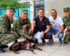 « Negrita », le chien écrasé qui a été sauvé par des soldats de l’armée et des professionnels du Centre de protection des animaux de Cali