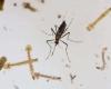 Alerte sanitaire : Montería concentre 40 % des cas de dengue à Cordoue