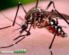 À Cordoue, il y a la présence d’un nouveau moustique qui transmet la dengue, le confirme le Laboratoire de Santé Publique