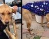 Ils ont opéré « Esperanza », le chien retrouvé écorché à Cordoue : comment ça continue