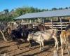 Un exercice de contrôle des terres et du bétail révèle des milliers d’illégalités à Pinar del Río › Cuba › Granma