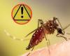 On enregistre pour la première fois des cas de virus oropouche en Colombie, semblable à la dengue