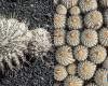 Les cactus endémiques du Chili sont en grave danger en raison de la mode des plantes décoratives en Europe et en Asie | Spécial