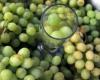 Le Chili et les États-Unis conviennent de mettre en œuvre un protocole visant à accroître les exportations de raisin de table